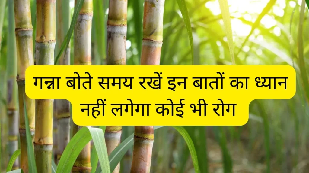 Cane up.in गन्ना बोते समय रखें इन बातों का ध्यान, नहीं लगेगी कोई बीमारी