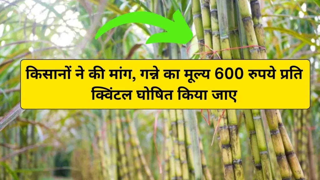 cane up.in : किसानों ने की मांग, गन्ने का मूल्य 600 रुपये प्रति क्विंटल घोषित किया जाए