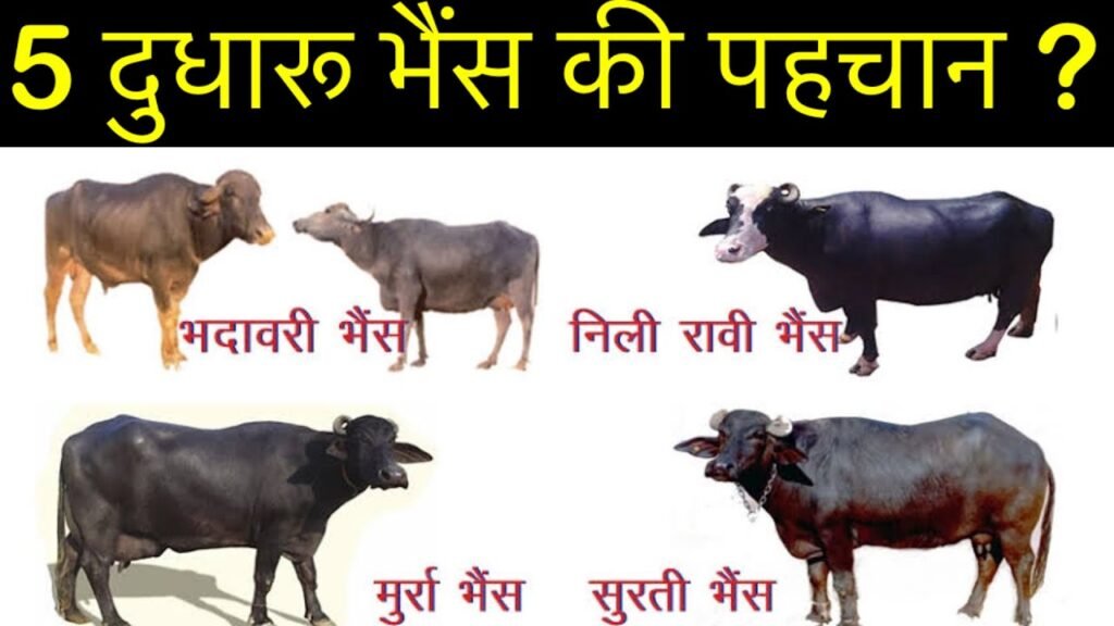 Buffalo Milk: इस भैंस के दूध में होता है सबसे जबरदस्त फैट और अधिक दूध देती है ये भैंस