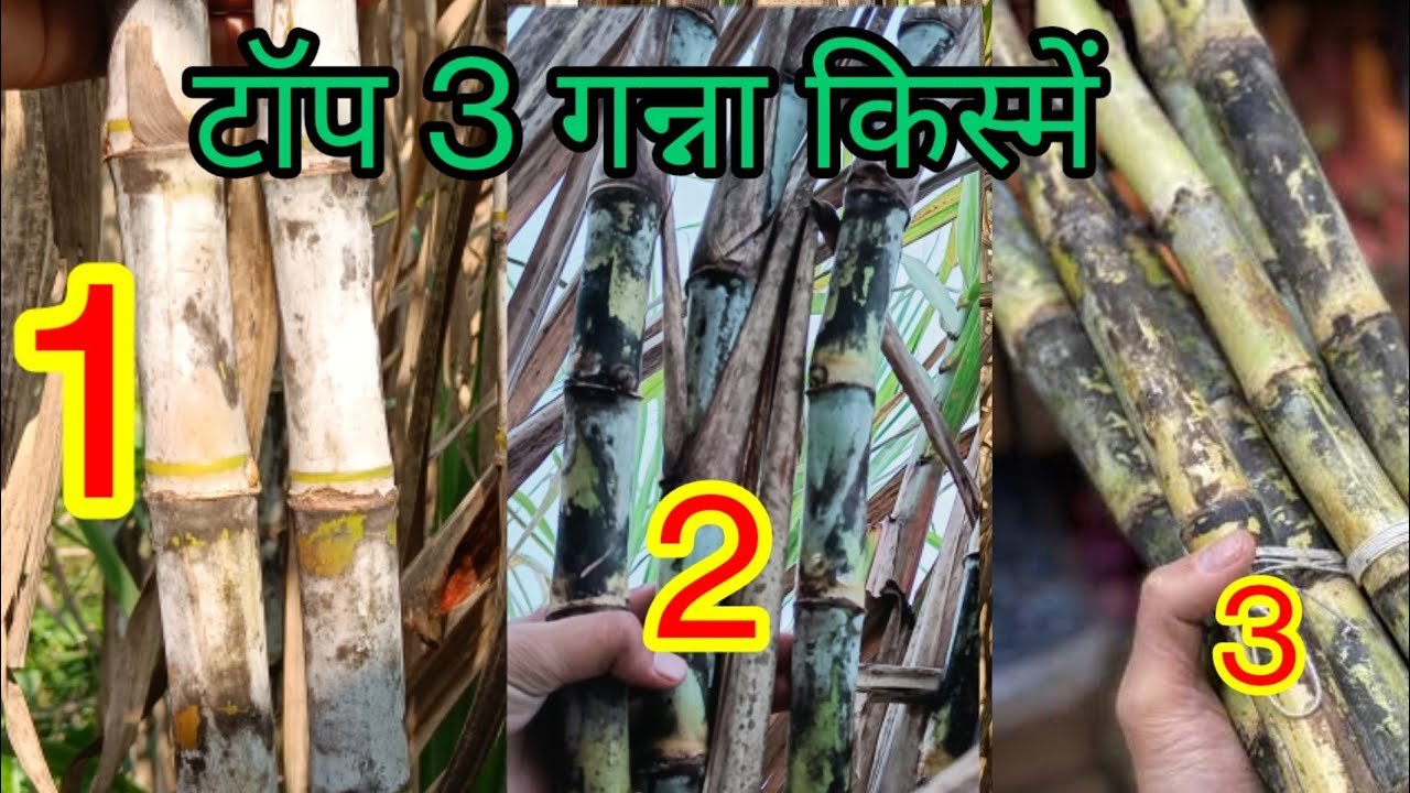 Cane up.in:गन्ना किसानों के लिए खुशखबरी: 3 नई किस्मों से बढ़ेगी पैदावार