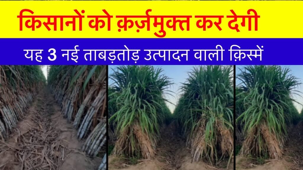 Sugarcane : गन्ने की 3 नई किस्में बदलेंगी किसानों की किस्मत, बंपर पैदावार के साथ बढ़ेगी चीनी की मात्रा